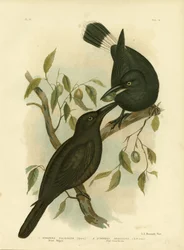 Fekete szarka vagy fekete kurrawong, 1891
